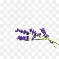 ѬÒ²ݸɲÝ-¿ÕÈôÍø ѬÒ²ݸɲÝ-¿ÕÈôÍø