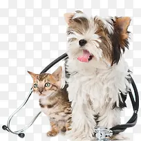 可爱动物小猫咪和小狗-空若网 可爱动物小猫咪和小狗-空若网