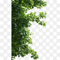 绿色茂密树枝-空若网 绿色茂密树枝-空若网