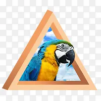 �����������߳�һֻ����-������