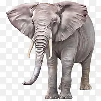 大象手绘大象卡通大象-空若网 大象手绘大象卡通大象-空若网