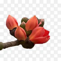 橙色并蒂木棉花-空若网 橙色并蒂木棉花-空若网