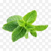 产品实物实拍薄荷叶-空若网 产品实物实拍薄荷叶-空若网