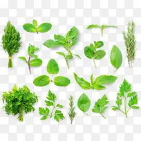 创意摄影绿色新鲜的薄荷叶-空若网 创意摄影绿色新鲜的薄荷叶-空若网