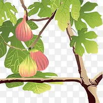 无花果树枝与叶子-空若网 无花果树枝与叶子-空若网