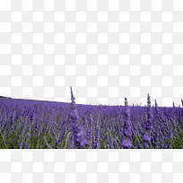 Ѭ�²���Ӱ-������