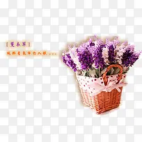 ޹�²ݻ�������ز�-������