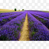 浪漫熏衣草婚纱基地-空若网 浪漫熏衣草婚纱基地-空若网