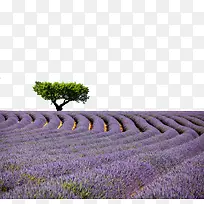 普罗旺斯-空若网 普罗旺斯-空若网