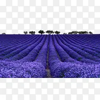 ѬÒ²ÝÖÖÖ²-¿ÕÈôÍø ѬÒ²ÝÖÖÖ²-¿ÕÈôÍø