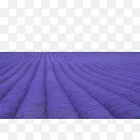 ׳¹Û×ÏɫѬÒ²Ý-¿ÕÈôÍø ׳¹Û×ÏɫѬÒ²Ý-¿ÕÈôÍø