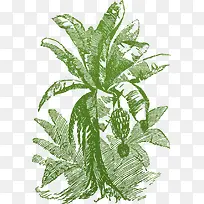 绿叶迷你风格矢量香蕉树-空若网 绿叶迷你风格矢量香蕉树-空若网