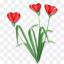开花植物切花郁金香蔷薇科心花-空若网 开花植物切花郁金香蔷薇科心花-空若网