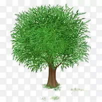 树弹簧剪贴画-树透明-空若网 树弹簧剪贴画-树透明-空若网