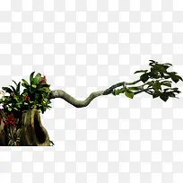 长树枝-空若网 长树枝-空若网
