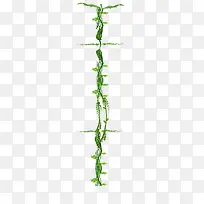 藤蔓-空若网 藤蔓-空若网