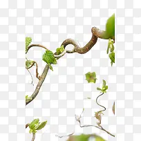 藤蔓-空若网 藤蔓-空若网