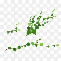 绿叶藤蔓-空若网 绿叶藤蔓-空若网