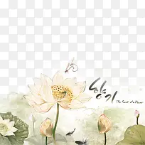 白色荷花-空若网 白色荷花-空若网