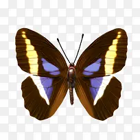 蝴蝶-空若网 蝴蝶-空若网