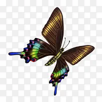 蝴蝶-空若网 蝴蝶-空若网