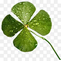 春天绿色四叶草小草-空若网 春天绿色四叶草小草-空若网