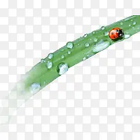 ������ɫС��һ����ư��-������