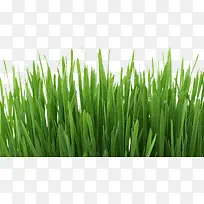 春天绿色小草青草-空若网 春天绿色小草青草-空若网