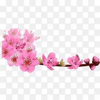 美丽绽放的樱花-空若网 美丽绽放的樱花-空若网