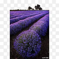 ��ɴ����Ѭ�²�-������