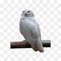 白色的猫头鹰-空若网 白色的猫头鹰-空若网