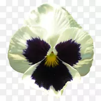 潘西开花植物紫罗兰-花黑色-空若网 潘西开花植物紫罗兰-花黑色-空若网