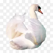 ��ɫѼ��-������