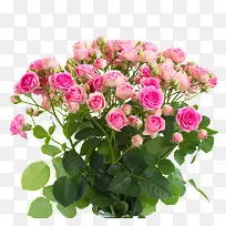 �ۺ�ɫõ�廨��ӰͼƬ-������