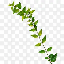 ��֦Ԫ��-������