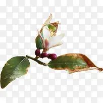 ��ή����Ҷ-������