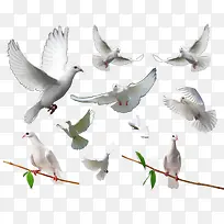 一些鸽子-空若网 一些鸽子-空若网