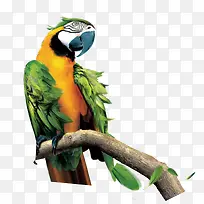 鹦鹉和树枝-空若网 鹦鹉和树枝-空若网