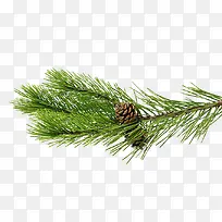 圣诞节装饰松果松针松树枝-空若网 圣诞节装饰松果松针松树枝-空若网