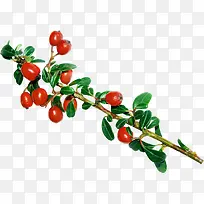 �ֻ���֦-������