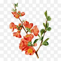 Ê÷Ö¦ÉϵÄСºì»¨Ð§¹ûͼ-¿ÕÈôÍø Ê÷Ö¦ÉϵÄСºì»¨Ð§¹ûͼ-¿ÕÈôÍø