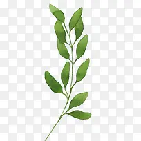 树叶树枝手绘-空若网 树叶树枝手绘-空若网