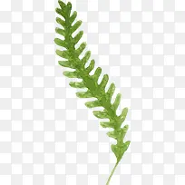 树叶树枝手绘-空若网 树叶树枝手绘-空若网