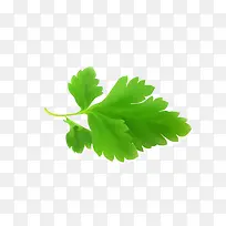 幸运草树叶清新薄荷绿色-空若网 幸运草树叶清新薄荷绿色-空若网