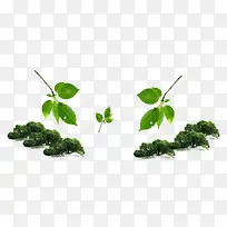 ��Ҷ �� ��ȻԪ��-������