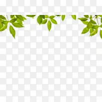 ��ɫ������ɫ��Ҷ-������