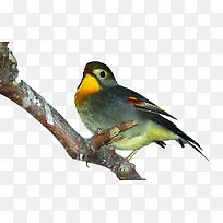 会唱歌的百灵鸟-空若网 会唱歌的百灵鸟-空若网