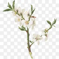 精美的白色花朵树枝-空若网 精美的白色花朵树枝-空若网
