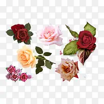 绚丽多彩月季花装饰图案-空若网 绚丽多彩月季花装饰图案-空若网