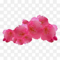 粉色桃花-空若网 粉色桃花-空若网